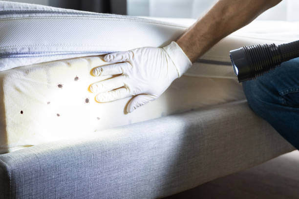 Best Emergency Pest Control  in Holliday, TX