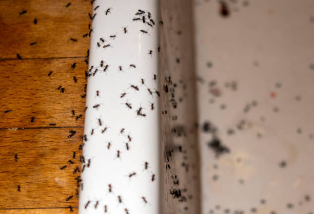 Best Pest Removal Services  in Holliday, TX